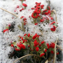Cladonia cristatella (British soldiers)