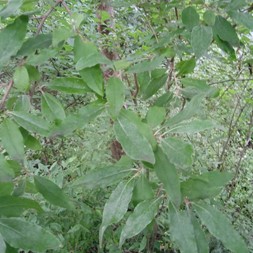 Ulmus rubra (slippery elm)
