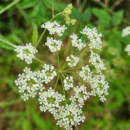 Cicuta maculata (water hemlock)