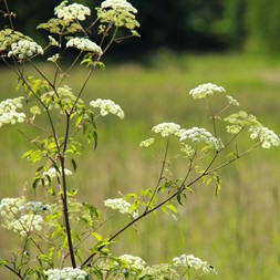 Cicuta (water hemlock)