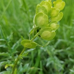 Thlaspi arvense (field pennycress)