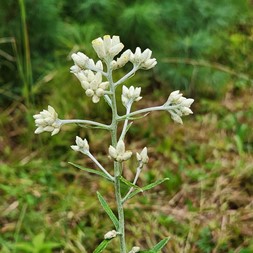 Pseudognaphalium (rabbit-tobacco)