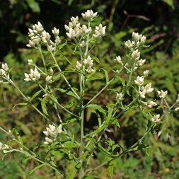 Pseudognaphalium obtusifolium (sweet everlasting)