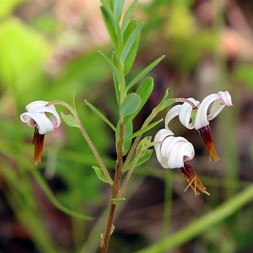 Vaccinium macrocarpon (cranberry)