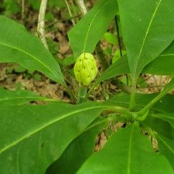 Magnolia tripetala (umbrella-tree)