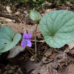 Viola hirsutula (southern woodland violet)