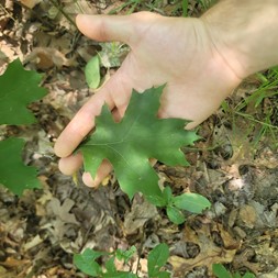 Quercus falcata (southern red oak)
