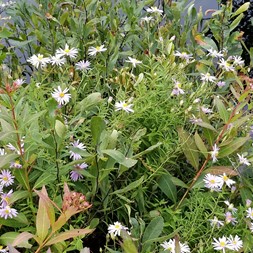 Oclemena nemoralis (bog aster)