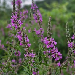 Lythrum salicaria (purple loosestrife)