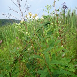 Doellingeria umbellata (flat-topped white aster)