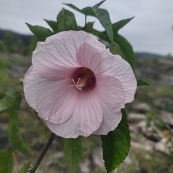 Hibiscus laevis (smooth rosemallow)