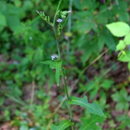 Lactuca biennis (blue lettuce)