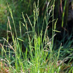 Torreyochloa pallida (pale false manna grass)
