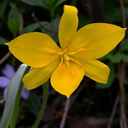 Tulipa sylvestris (wild tulip)