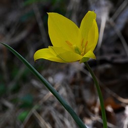 Tulipa (tulip)