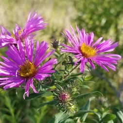 Symphyotrichum novae-angliae (New England aster)