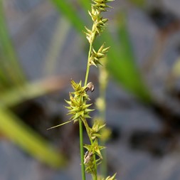 Carex echinata (star sedge)