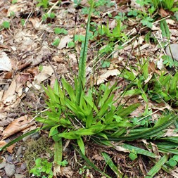 Carex plantaginea (plantain sedge)