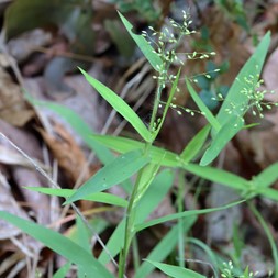 Dichanthelium acuminatum (hairy panicgrass)
