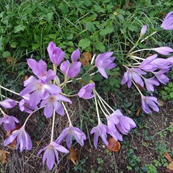 Crocus sativus (autumn crocus)