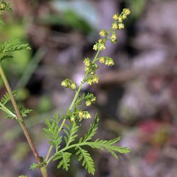Artemisia annua (annual wormwood)