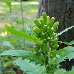Erechtites hieraciifolius (American burnweed)