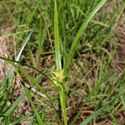 Carex intumescens (greater bladder sedge)