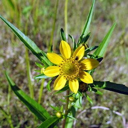 Bidens cernua (nodding beggarticks)