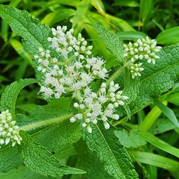 Eupatorium perfoliatum (common boneset)