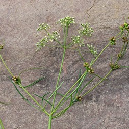 Cicuta bulbifera (bulb-bearing water hemlock)