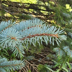 Picea pungens (Colorado blue spruce)