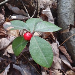 Gaultheria procumbens (eastern teaberry)