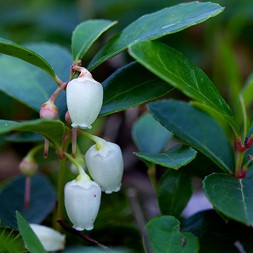 Gaultheria (spicy wintergreen)