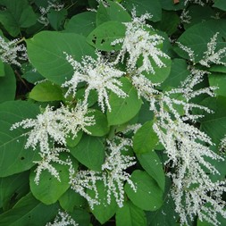 Fallopia japonica (Japanese knotweed)