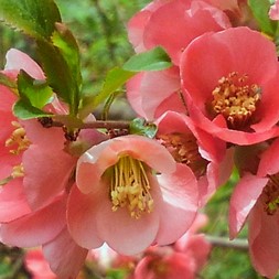 Chaenomeles speciosa (common flowering-quince)