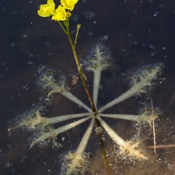Utricularia inflata (swollen bladderwort)