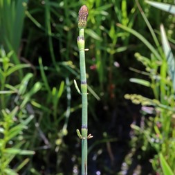 Equisetum fluviatile (water horsetail)