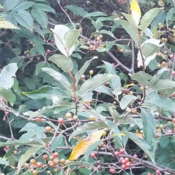 Elaeagnus (silverberry)