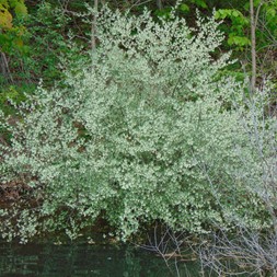 Elaeagnaceae (oleaster family)