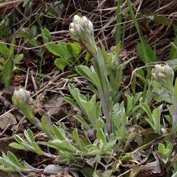 Antennaria howellii (Howell's pussytoes)