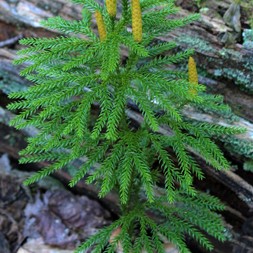Dendrolycopodium dendroideum (prickly tree clubmoss)