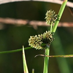 Cyperus difformis (variable flatsedge)