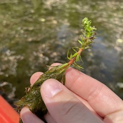 Myriophyllum heterophyllum (southern water-millfoil)