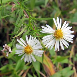 Symphyotrichum racemosum (small white aster)