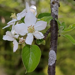 Malus pumila (cultivated apple)