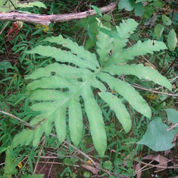 Onoclea (sensitive fern)
