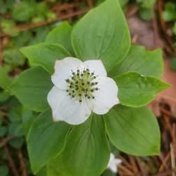 Cornus canadensis (bunchberry)
