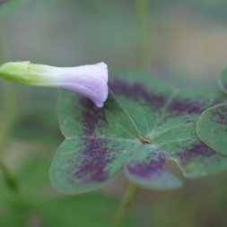 Oxalis violacea (violet woodsorrel)