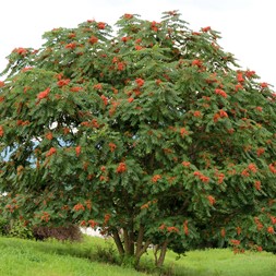 Ailanthus altissima (tree-of-heaven)