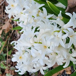 Hyacinthus orientalis (common hyacinth)